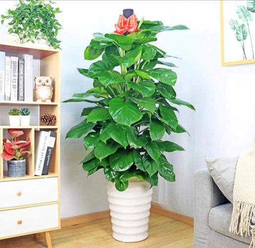 家里为什么不能放绿萝，家里为什么不能放绿萝,对宠物或小孩有危害吗?？-第3张图片-优品飞百科