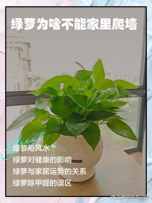 家里为什么不能放绿萝，家里为什么不能放绿萝,对宠物或小孩有危害吗?？-第4张图片-优品飞百科