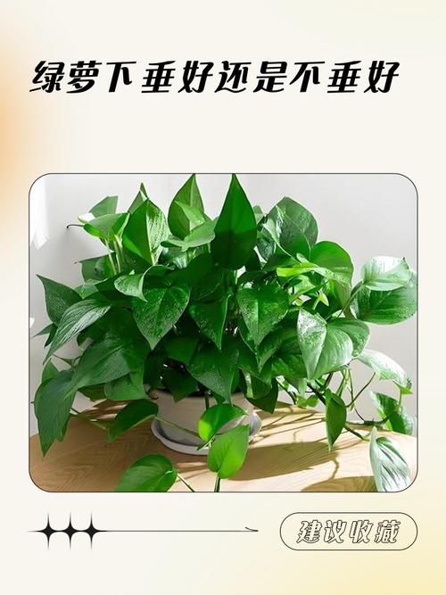 家里为什么不能放绿萝，家里为什么不能放绿萝,对宠物或小孩有危害吗?？-第5张图片-优品飞百科