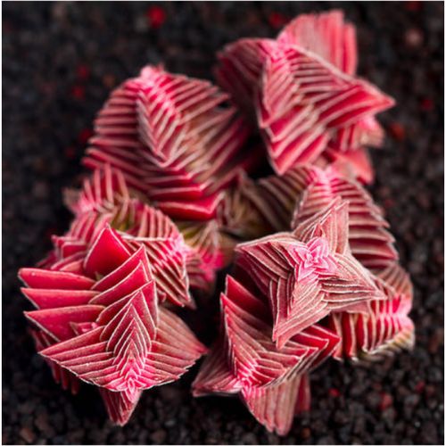 茜之塔和方塔的区别，茜之塔寓意？