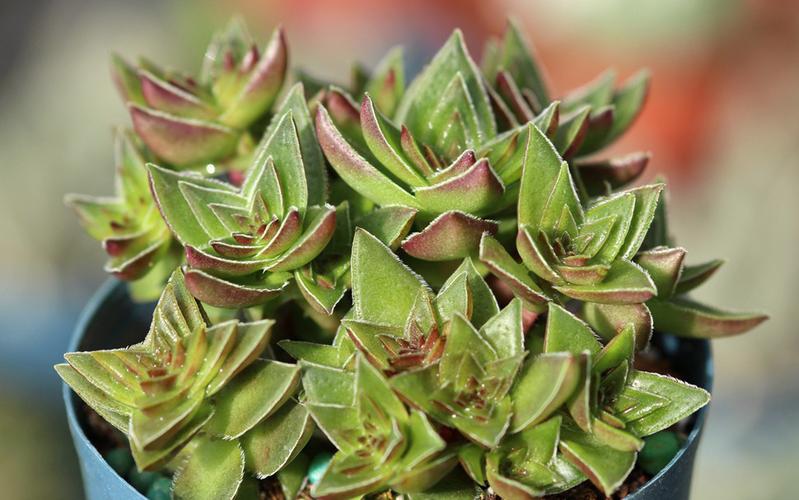 茜之塔和方塔的区别，茜之塔寓意？-第3张图片-优品飞百科