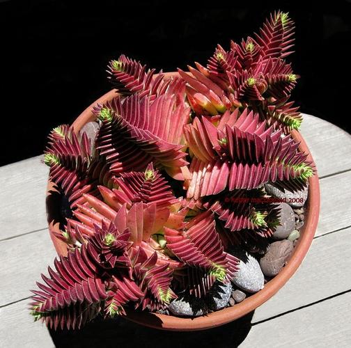 茜之塔和方塔的区别，茜之塔寓意？-第4张图片-优品飞百科