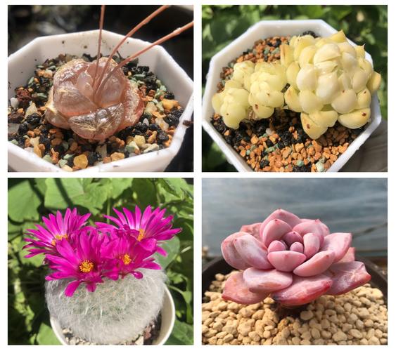 茜之塔和方塔的区别，茜之塔寓意？-第5张图片-优品飞百科