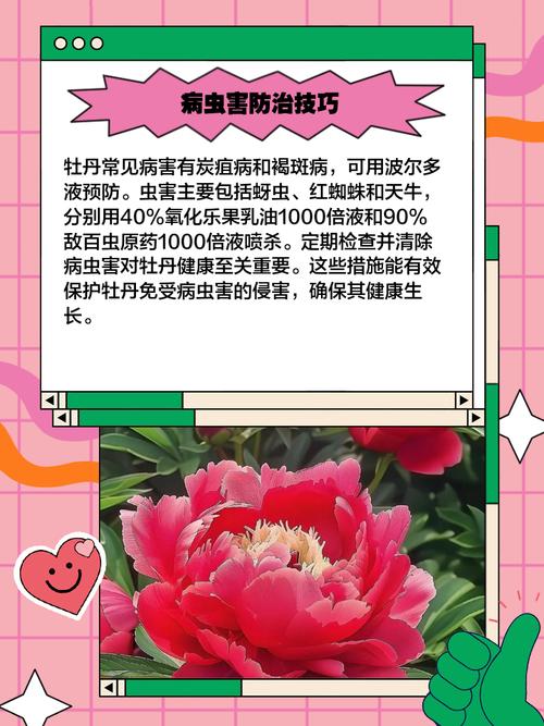 秋牡丹的养殖方法和注意事项？秋牡丹的种植方法？