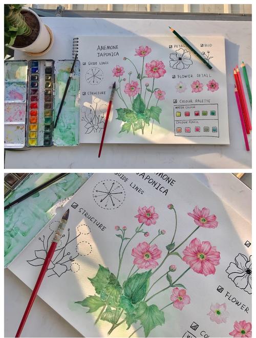 秋牡丹的养殖方法和注意事项？秋牡丹的种植方法？-第2张图片-优品飞百科