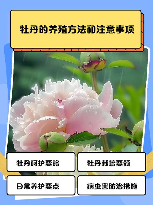 秋牡丹的养殖方法和注意事项？秋牡丹的种植方法？-第3张图片-优品飞百科