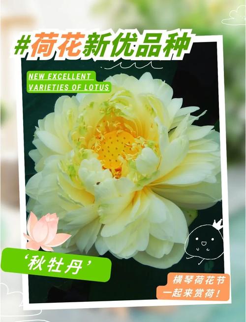 秋牡丹的养殖方法和注意事项？秋牡丹的种植方法？-第4张图片-优品飞百科