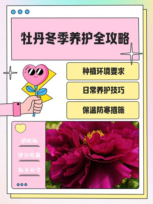 秋牡丹的养殖方法和注意事项？秋牡丹的种植方法？-第5张图片-优品飞百科