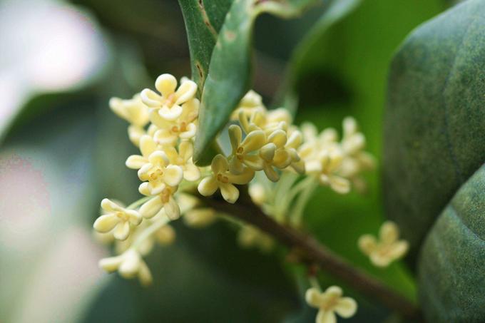 日香桂怎么修剪，日香桂剪枝