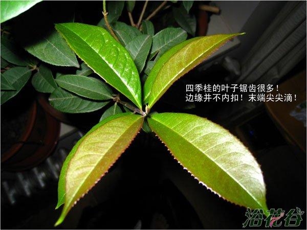 日香桂怎么修剪,日香桂剪枝-第2张图片-优品飞百科 日香桂怎么修剪,日香桂剪枝-第2张图片-优品飞百科