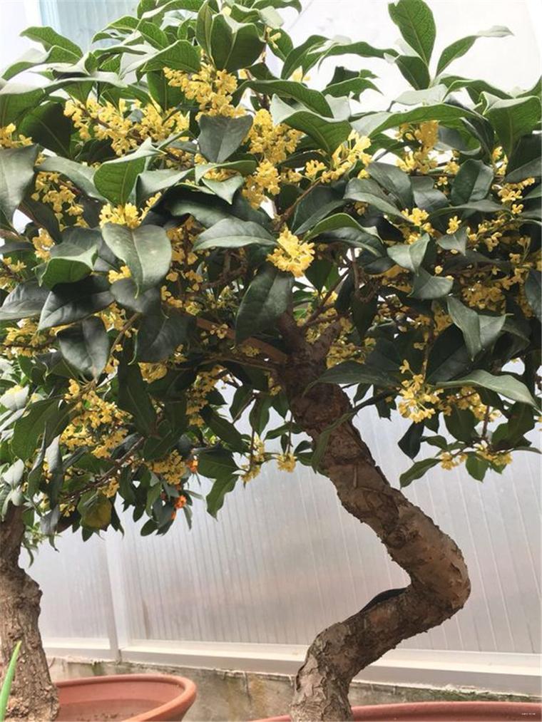 日香桂怎么修剪,日香桂剪枝-第5张图片-优品飞百科 日香桂怎么修剪,日香桂剪枝-第5张图片-优品飞百科