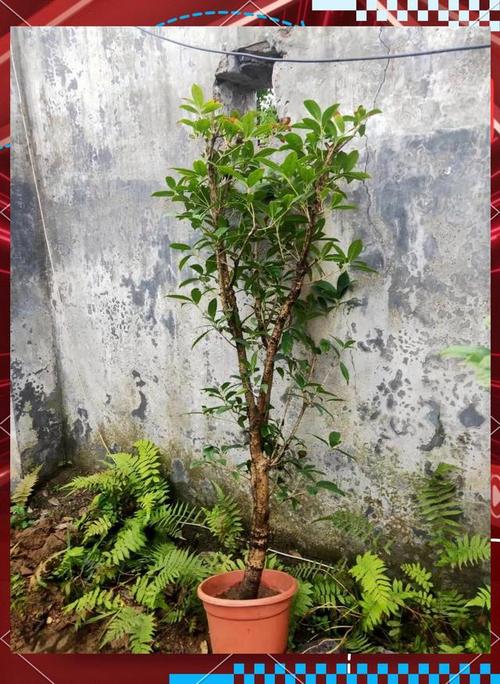 日香桂怎么修剪,日香桂剪枝-第4张图片-优品飞百科 日香桂怎么修剪,日香桂剪枝-第4张图片-优品飞百科