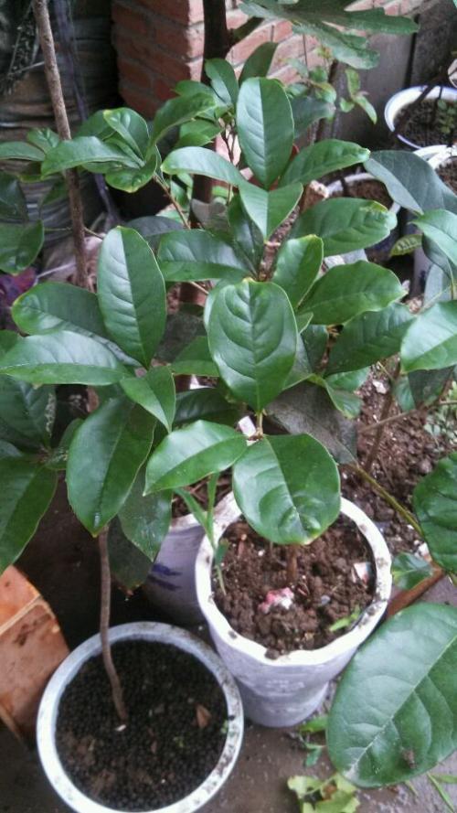 日香桂怎么修剪,日香桂剪枝-第6张图片-优品飞百科 日香桂怎么修剪,日香桂剪枝-第6张图片-优品飞百科