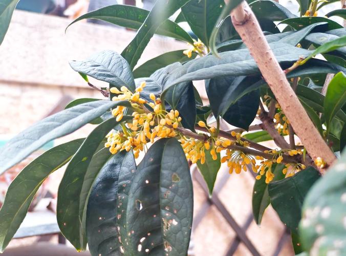 日香桂怎么修剪,日香桂剪枝-第7张图片-优品飞百科 日香桂怎么修剪,日香桂剪枝-第7张图片-优品飞百科