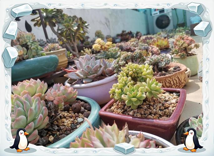 多肉的五种驱虫方法？多肉驱虫用什么药？