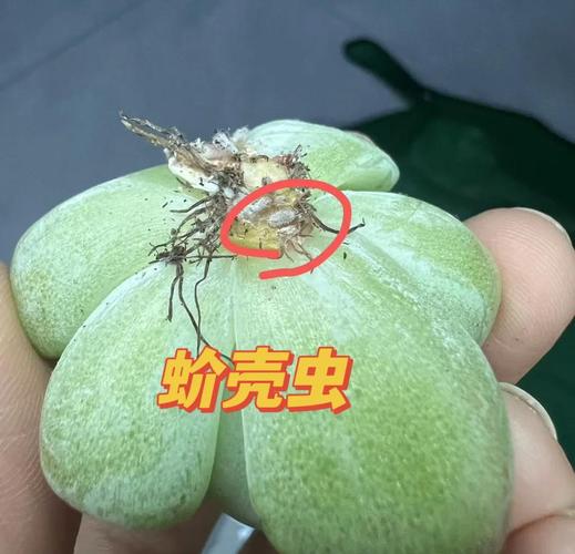 多肉的五种驱虫方法？多肉驱虫用什么药？-第2张图片-优品飞百科