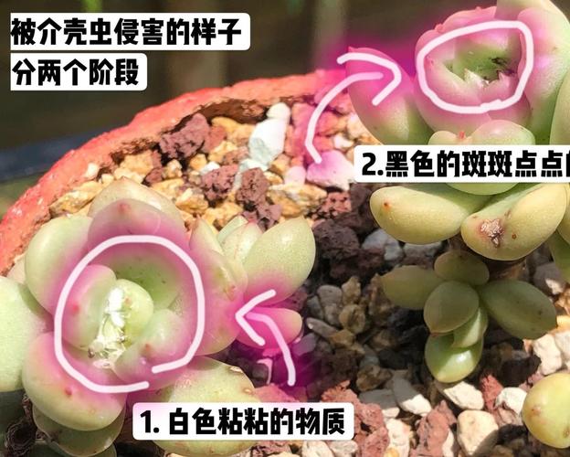 多肉的五种驱虫方法？多肉驱虫用什么药？-第3张图片-优品飞百科