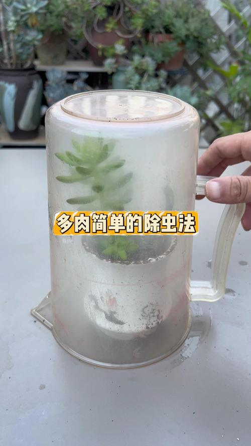 多肉的五种驱虫方法？多肉驱虫用什么药？-第4张图片-优品飞百科