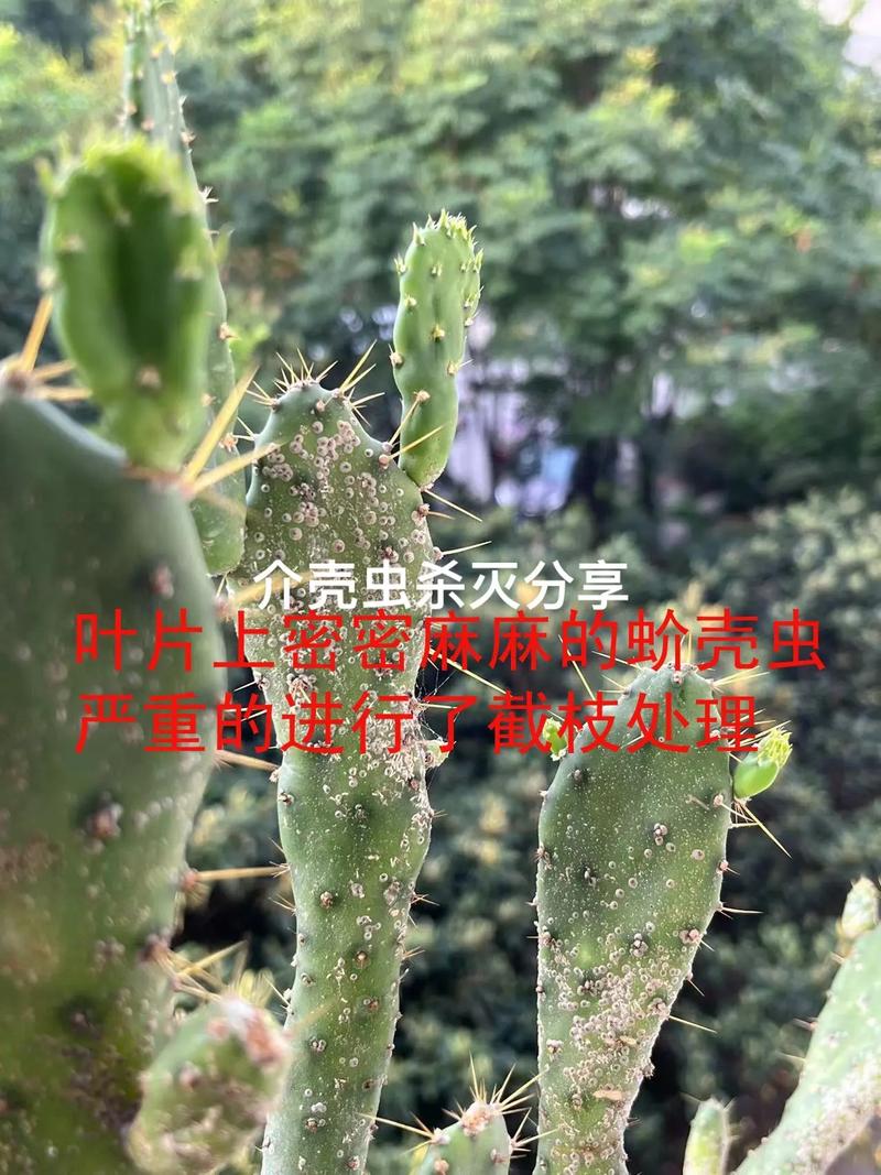 多肉的五种驱虫方法？多肉驱虫用什么药？-第5张图片-优品飞百科