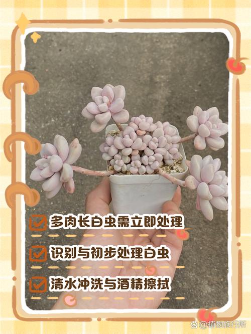 多肉的五种驱虫方法？多肉驱虫用什么药？-第7张图片-优品飞百科