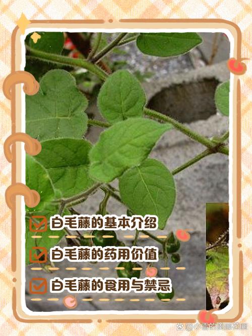 粉藤的功效和作用?粉藤的功效和作用及食用方法?-第1张图片-优品飞百科 粉藤的功效和作用?粉藤的功效和作用及食用方法?-第1张图片-优品飞百科