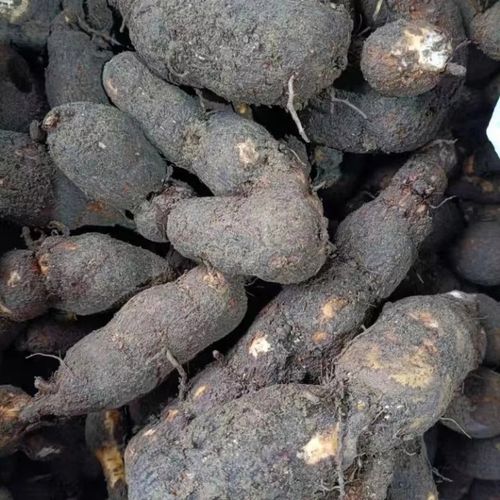 粉藤的功效和作用?粉藤的功效和作用及食用方法?-第2张图片-优品飞百科 粉藤的功效和作用?粉藤的功效和作用及食用方法?-第2张图片-优品飞百科