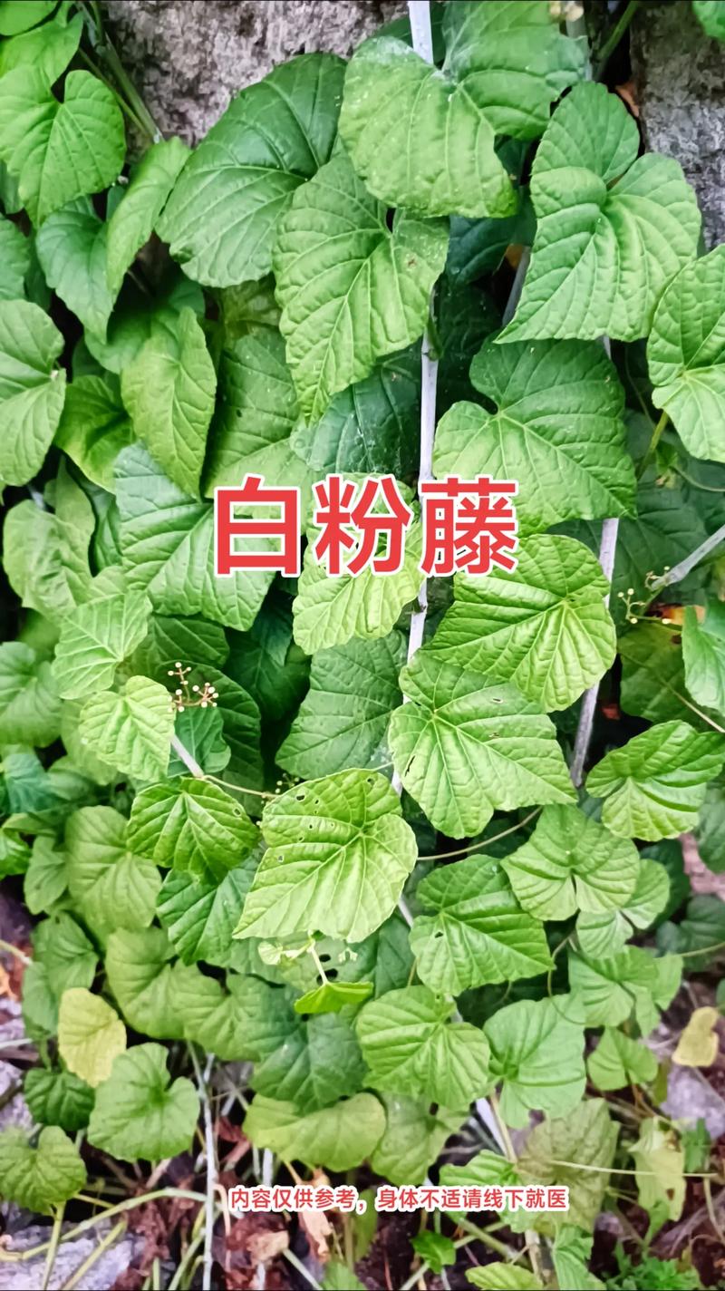 粉藤的功效和作用?粉藤的功效和作用及食用方法?-第4张图片-优品飞百科 粉藤的功效和作用?粉藤的功效和作用及食用方法?-第4张图片-优品飞百科