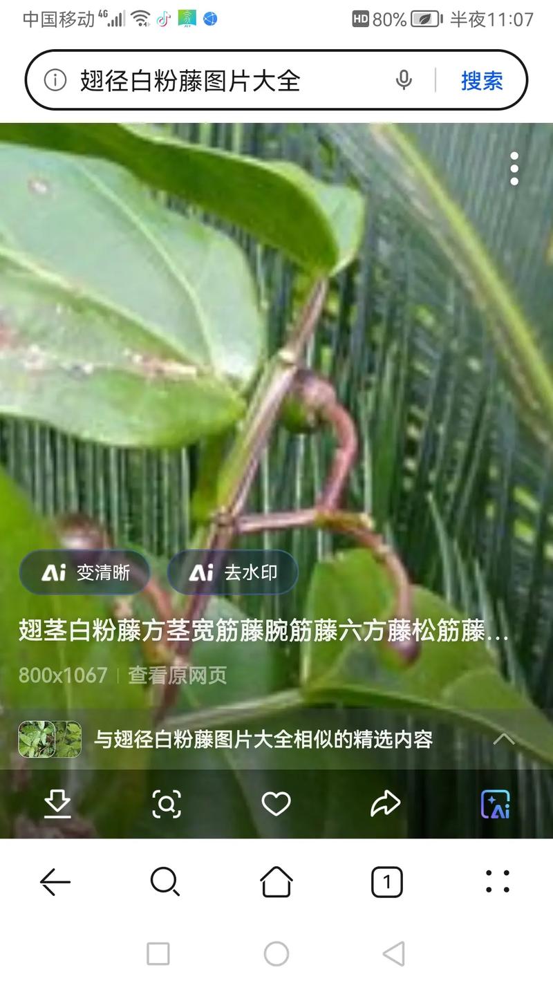 粉藤的功效和作用?粉藤的功效和作用及食用方法?-第5张图片-优品飞百科 粉藤的功效和作用?粉藤的功效和作用及食用方法?-第5张图片-优品飞百科