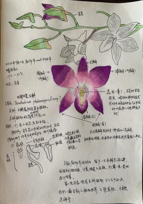 蝴蝶石斛的繁殖方法？蝴蝶石斛的功效与作用？