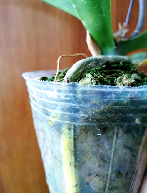 蝴蝶石斛的繁殖方法？蝴蝶石斛的功效与作用？-第3张图片-优品飞百科