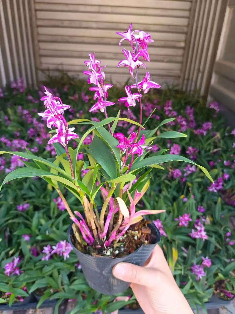 蝴蝶石斛的繁殖方法？蝴蝶石斛的功效与作用？-第4张图片-优品飞百科