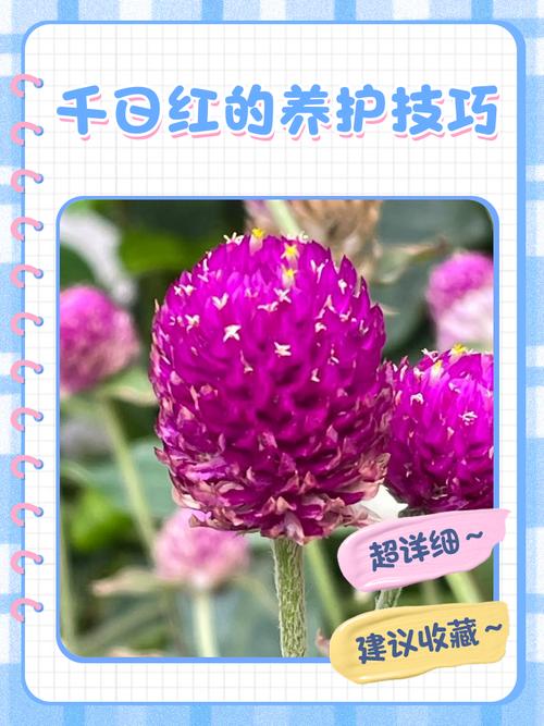 千日红病虫害及防治方法？千日红有毒吗?？-第2张图片-优品飞百科