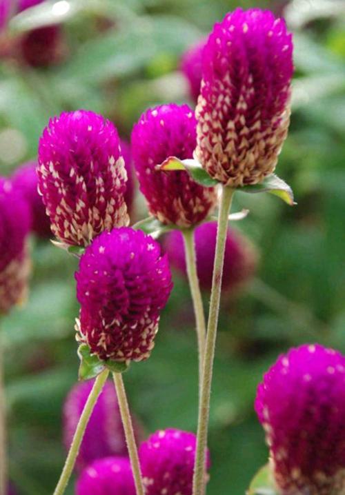 千日红病虫害及防治方法？千日红有毒吗?？-第3张图片-优品飞百科