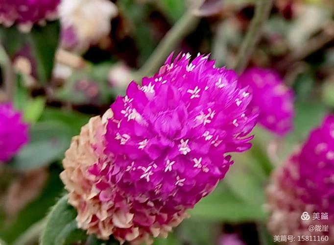 千日红病虫害及防治方法？千日红有毒吗?？-第5张图片-优品飞百科