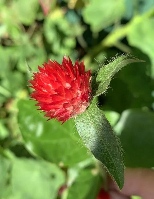 千日红病虫害及防治方法？千日红有毒吗?？-第6张图片-优品飞百科