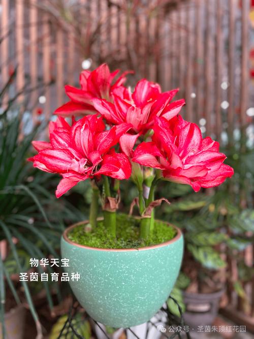 法国兰和朱顶红的区别？法国兰和朱顶红的区别在哪？