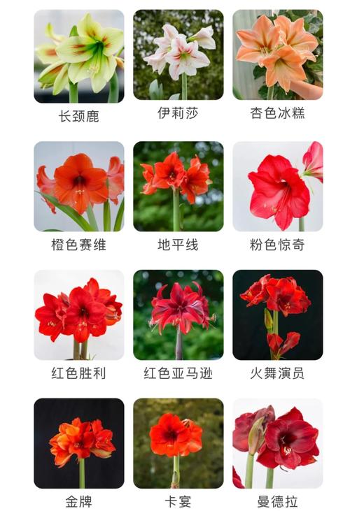 法国兰和朱顶红的区别？法国兰和朱顶红的区别在哪？-第2张图片-优品飞百科