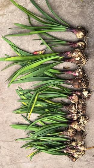 法国兰和朱顶红的区别？法国兰和朱顶红的区别在哪？-第3张图片-优品飞百科