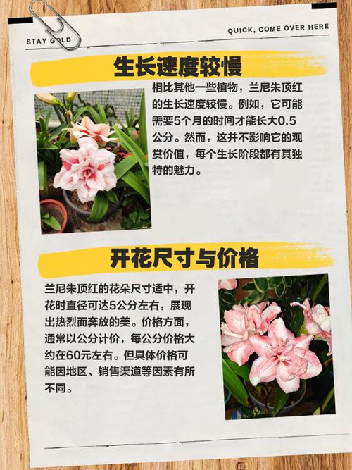 法国兰和朱顶红的区别？法国兰和朱顶红的区别在哪？-第4张图片-优品飞百科