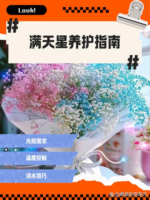满天星喜欢阳光吗，满天星喜欢阳光吗为什么？-第1张图片-优品飞百科