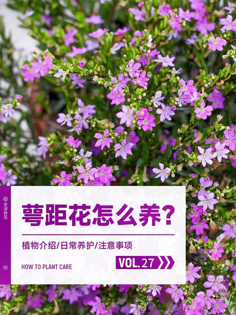 满天星喜欢阳光吗，满天星喜欢阳光吗为什么？-第4张图片-优品飞百科