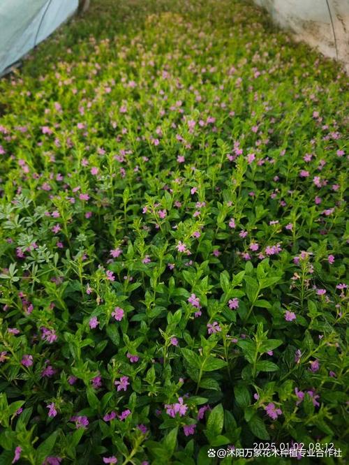 满天星喜欢阳光吗，满天星喜欢阳光吗为什么？-第6张图片-优品飞百科