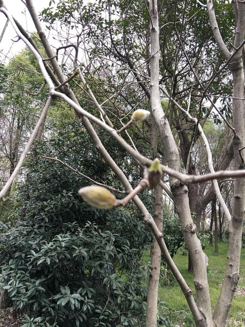 上海宝山天气预告最新，上海宝山天气预告最新情况-第1张图片-优品飞百科