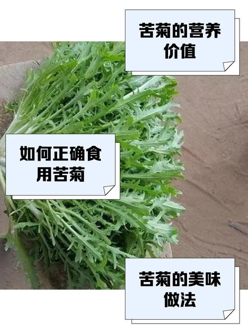 苦菊和蒲公英的区别，苦菊与蒲公英的区别？