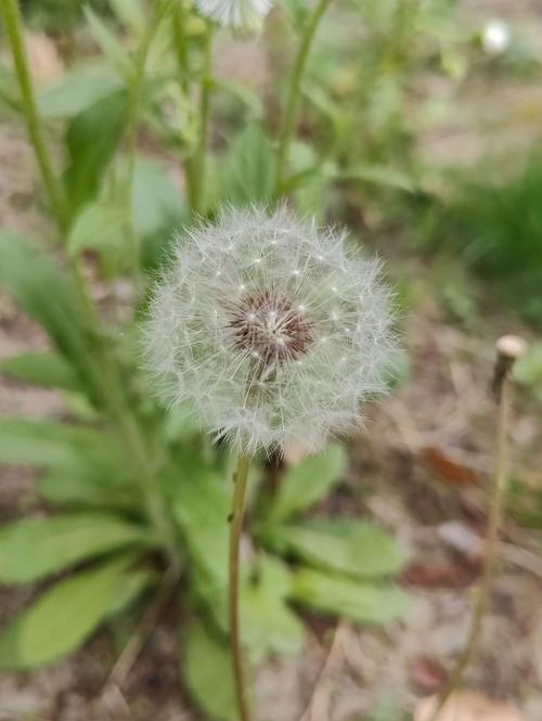 苦菊和蒲公英的区别，苦菊与蒲公英的区别？-第3张图片-优品飞百科