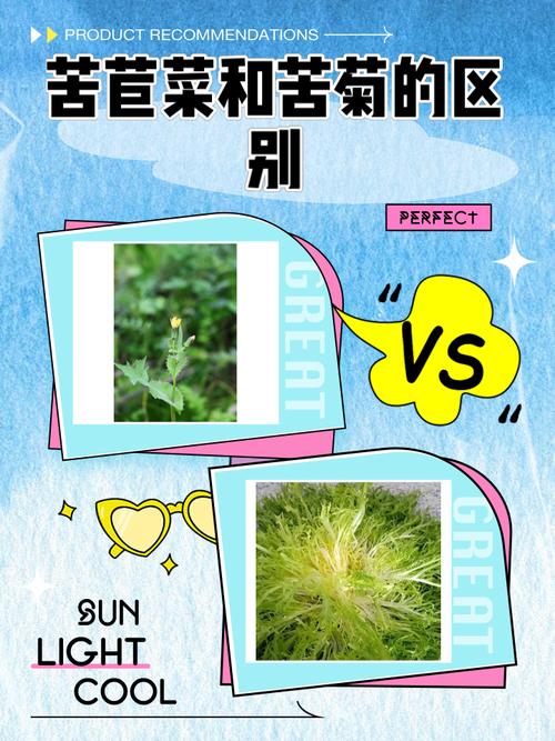 苦菊和蒲公英的区别，苦菊与蒲公英的区别？-第5张图片-优品飞百科