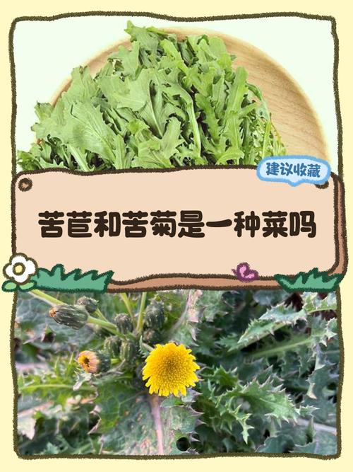 苦菊和蒲公英的区别，苦菊与蒲公英的区别？-第6张图片-优品飞百科