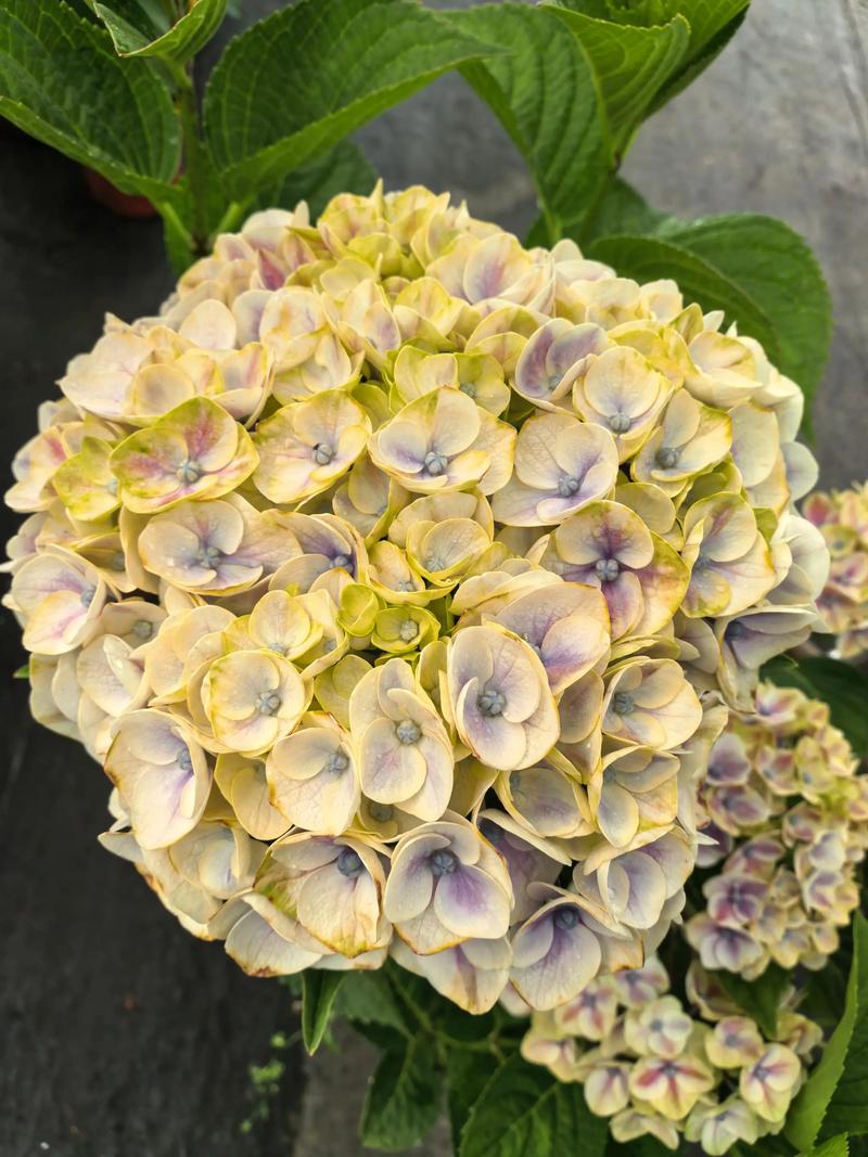 绣球花几月份移栽，绣球花什么时候移盆比较好-第1张图片-优品飞百科