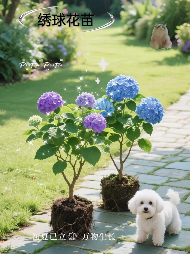 绣球花几月份移栽，绣球花什么时候移盆比较好-第3张图片-优品飞百科