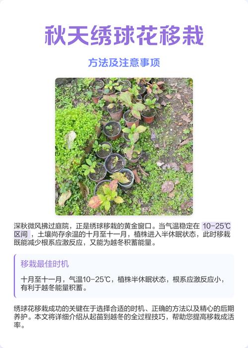 绣球花几月份移栽，绣球花什么时候移盆比较好-第4张图片-优品飞百科